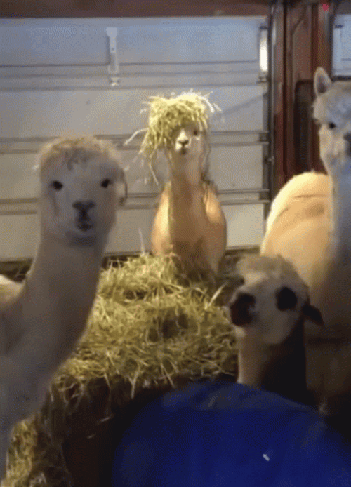 Four Llama Staring  GIF