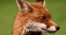 Fox Adorable What Expression GIF