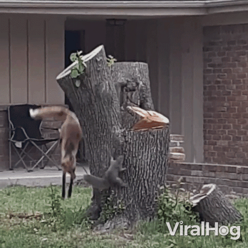 Fox And Squirrel Standing On Tree Stump In Front Of Brick House GIF