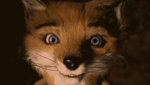 Fox Close Up Big Blue Eyes
