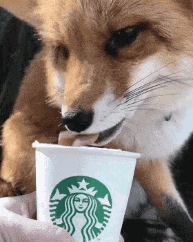 Fox Drinking Starbucks GIF
