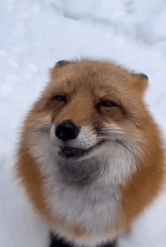 Fox Face in Snow with Eyes Closed
