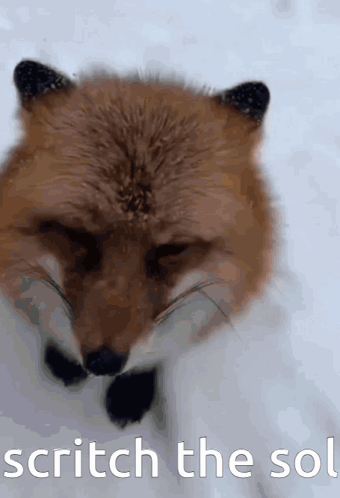 Fox Face Scratch The Sol GIF