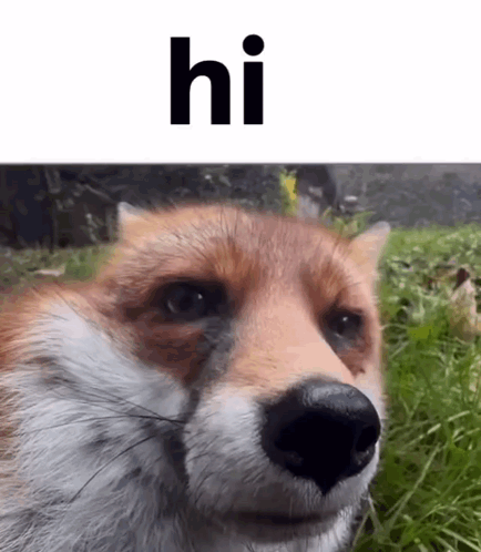 Fox Face With Hi