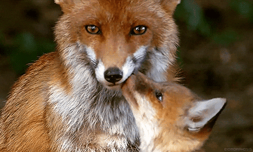 Fox Family In Nature GIF