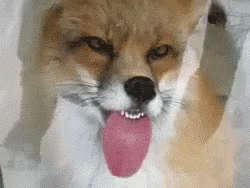 Fox Funny Tongue Out GIF