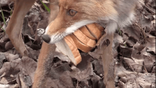 Fox Holding Bread in Mouth