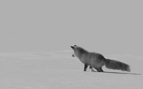 Fox Hunting In The Snow Funny Animal GIF