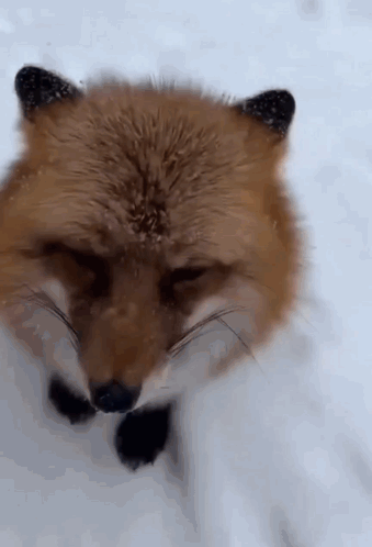 Fox in Snow with Eyes Closed