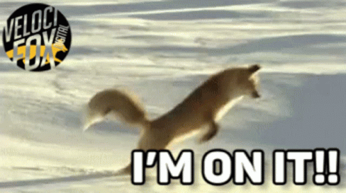 Fox Jumping in Snow I m On It