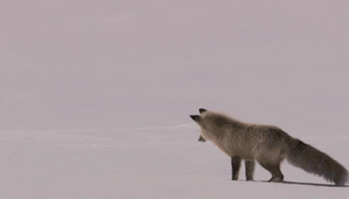Fox Jumping in Snow