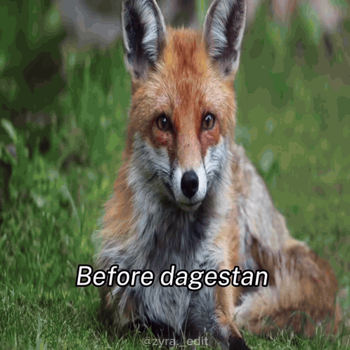 Fox Laying In Grass Saying Before Dagestan GIF
