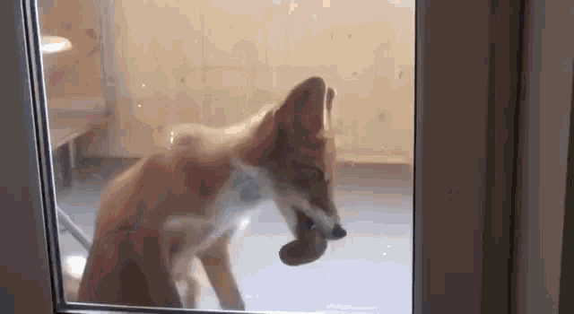 Fox Licking Glass Door GIF