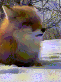 Fox Lying in Snow with Eyes Closed