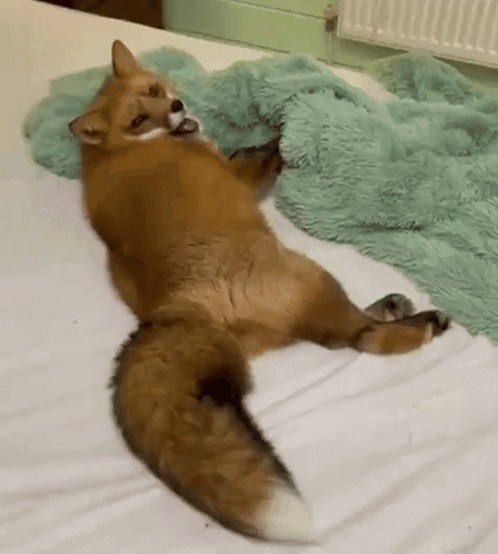 Fox Lying on Bed with Blue Blanket