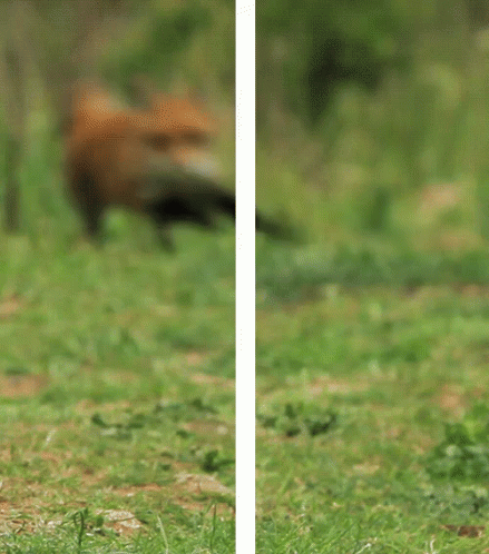 Fox Running Across Grassy Field