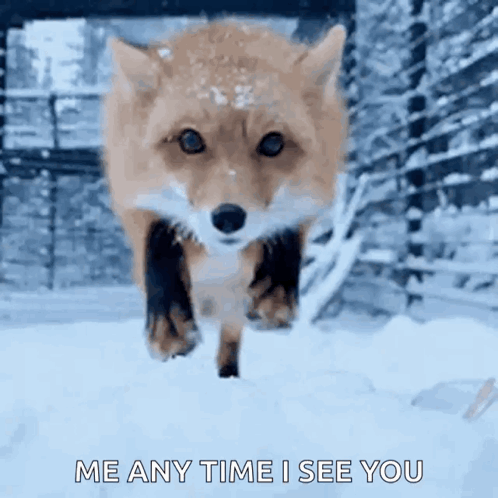 Fox Running in Snow Me Any Time I See You