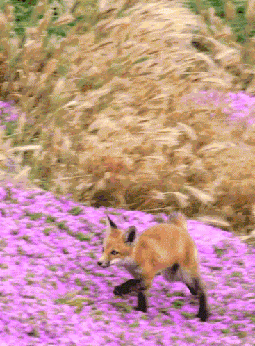 Fox Running Through Purple Flowers GIF
