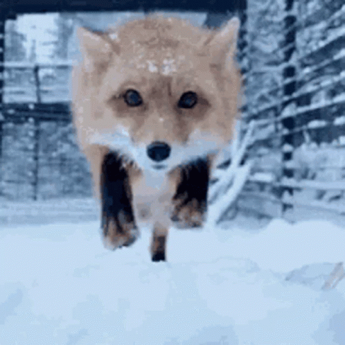 Fox Running Through Snow in Fenced Area