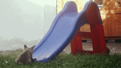 Fox Running Up The Slide GIF