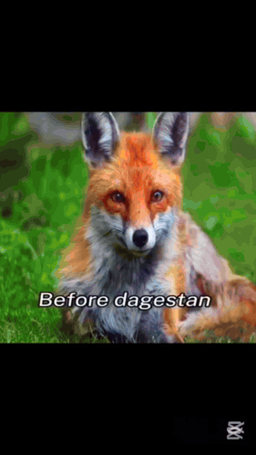 Fox Saying Before Dagestan GIF