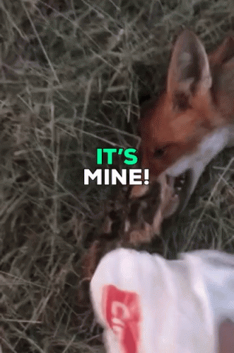 Fox Saying Its Mine