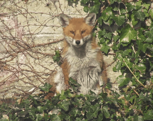 Fox Sitting in Bush With Ivy