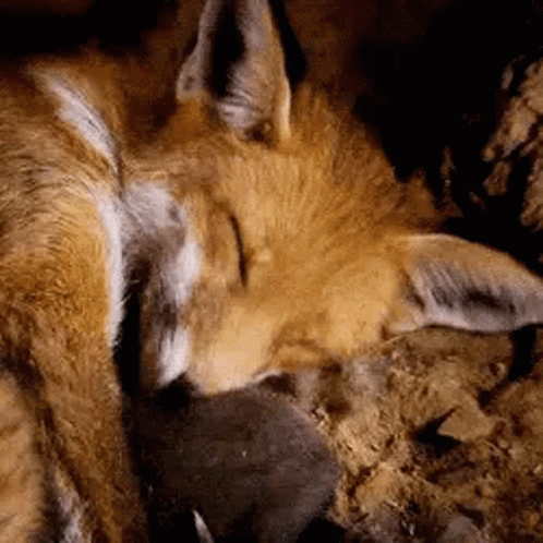 Fox Sleeping on Rock