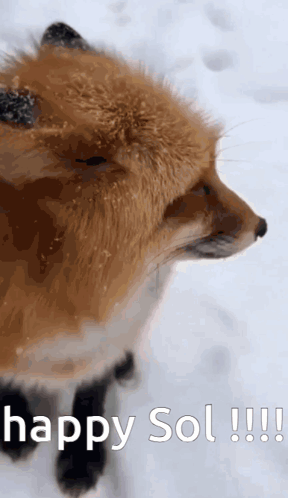 Fox Standing in Snow Happy Sol