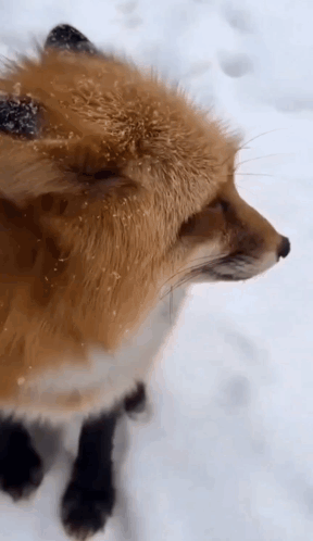 Fox Standing in Snow Looking at Camera