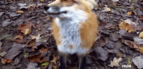 Fox Standing on Leaves