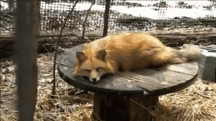 Fox Tail Wiggling GIF