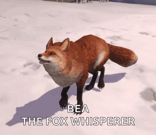 Fox With Name Bea the Fox Whisperer
