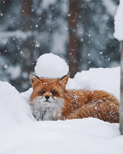 Fox with Snowball Lying in Snow