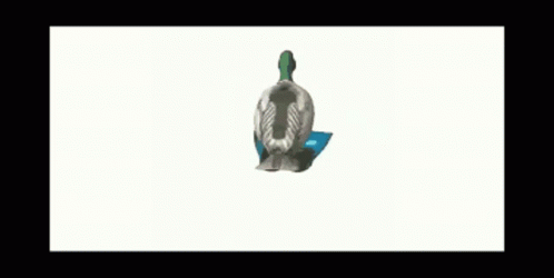 Frame Duck Spinning GIF