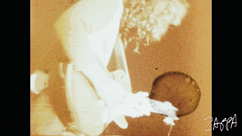 Frank Zappa Rock And Roll Band GIF