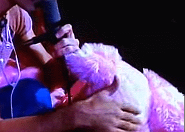 Frank Zappa Stuffed Poodle Stage GIF