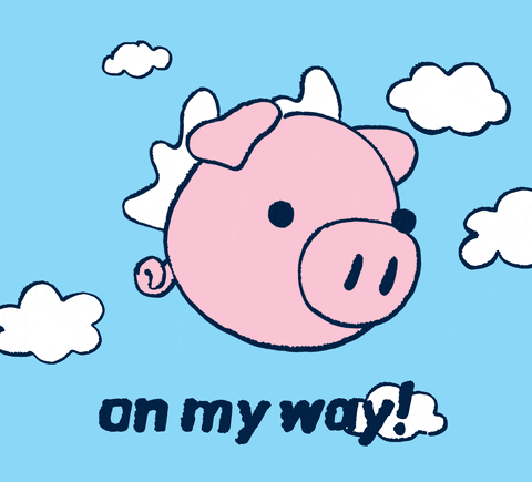 Frantic Pig Flies On My Way GIF