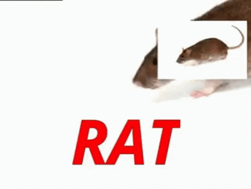 Frantically Spinning Rats Animation GIF