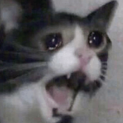 crying cat gif