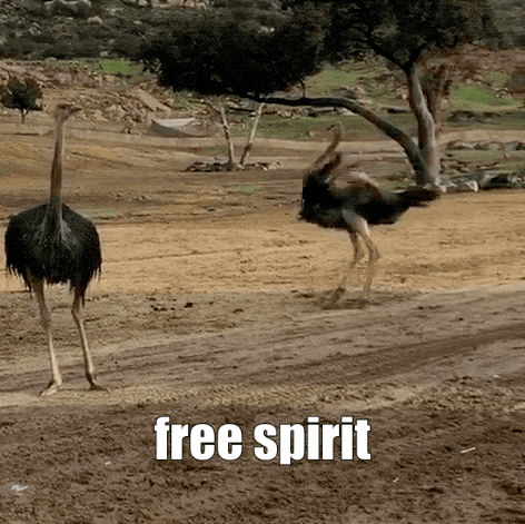 Free Spirited Ostrich Just Do Spinning GIF