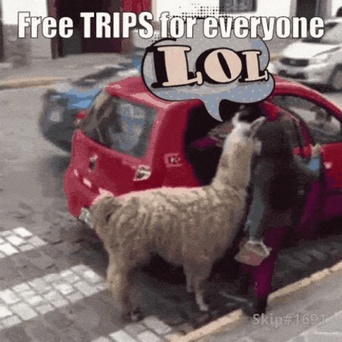 Free Trips For Everyone Llama GIF