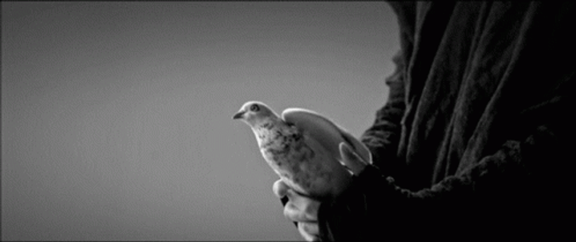 Freed Bird Flying GIF