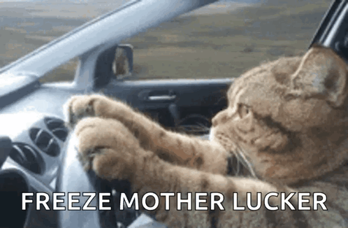 Freeze Mother Lucker Cat Serious Driving GIF