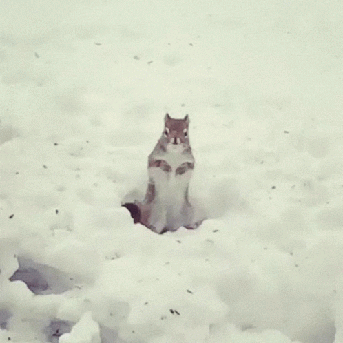 Freezing Chipmunk GIF