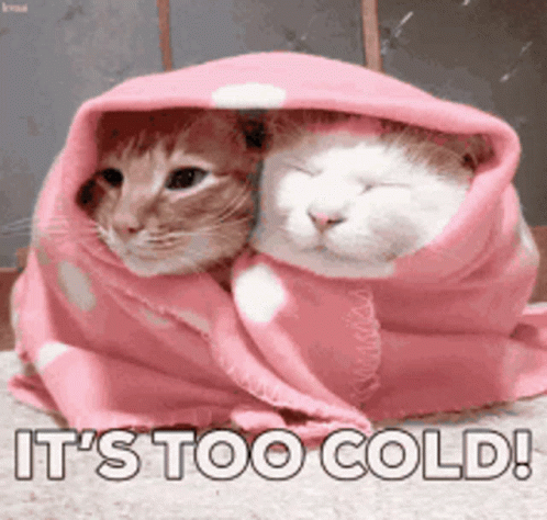 Freezing Cats In The Blanket GIF