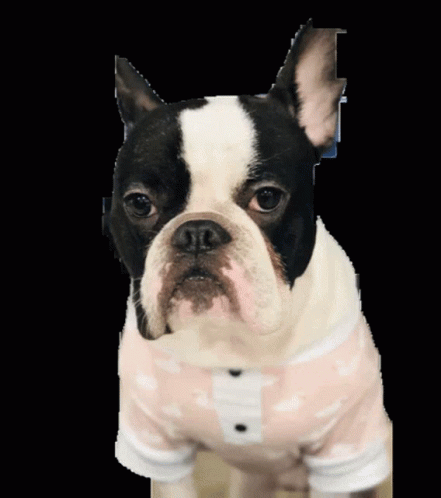 French Bulldog Angry Triggered GIF