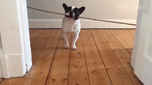 French Bulldog Bite String GIF