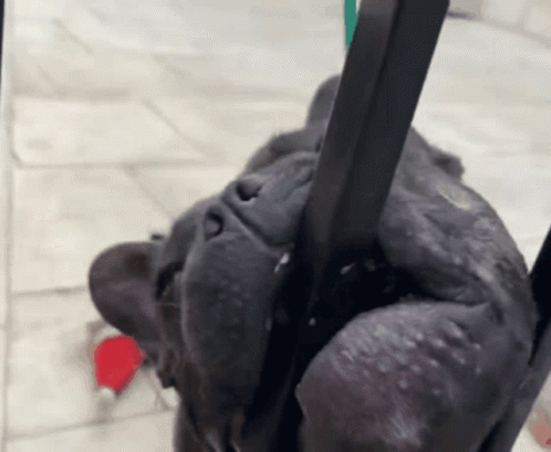 French Bulldog Biting Metal GIF