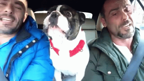 French Bulldog Car Ride Driving GIF